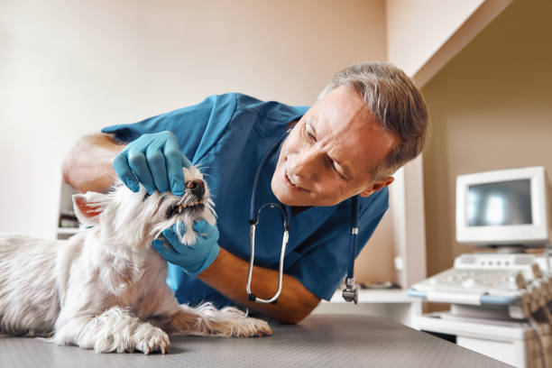 Best Same-Day Emergency Dental Services in Vienna, WV